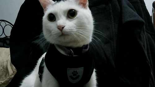 котенок девочка в добрые руки