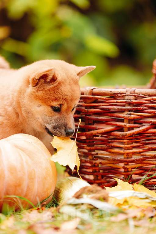 Собаки в Москве: Щенок девочка Сиба-ину ласковая и нежная Девочка, 65 000 руб. - фото 9