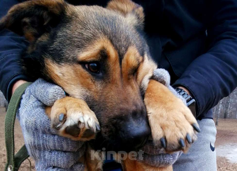 Собаки в Москве: Ральфи, молодой добрый игрун в хорошие руки! Мальчик, Бесплатно - фото 4