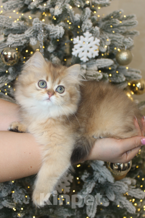 Кошки в Москве: Котик Натс Мальчик, 35 000 руб. - фото 4