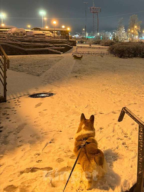 Собаки в Санкт-Петербурге: Продам Корги Пемброк Мальчик, Бесплатно - фото 5