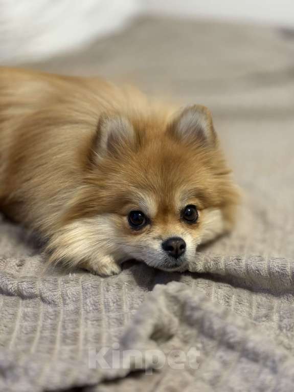 Собаки в Москве: Померанский шпиц Девочка, 35 000 руб. - фото 4