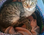 Кошки в Калуге: Котёнок в добрые руки Девочка, Бесплатно - фото 2