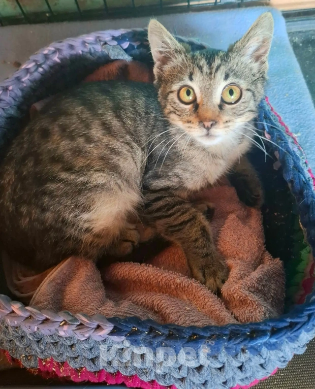 Кошки в Калуге: Котёнок в добрые руки Девочка, Бесплатно - фото 2
