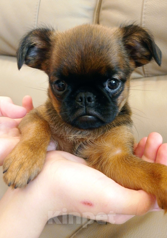 Собаки в Москве: Девочка рыжая  Девочка, 55 000 руб. - фото 3