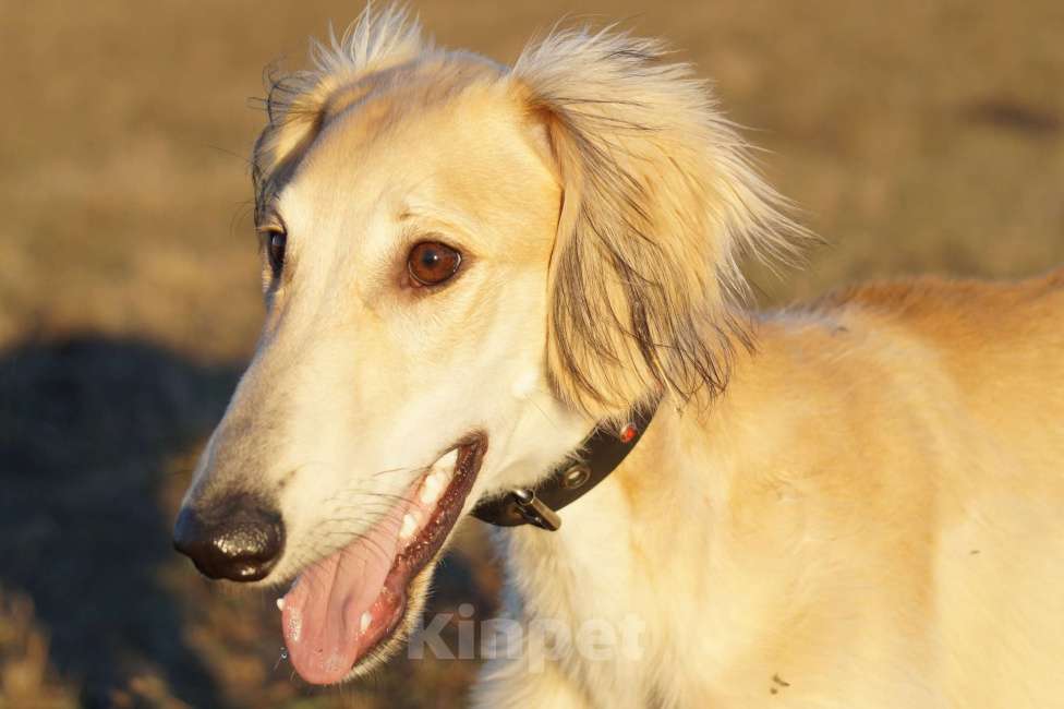 Собаки в Звенигороде: Щенок Тазы с огромным потенциалом! Мальчик, 65 000 руб. - фото 4