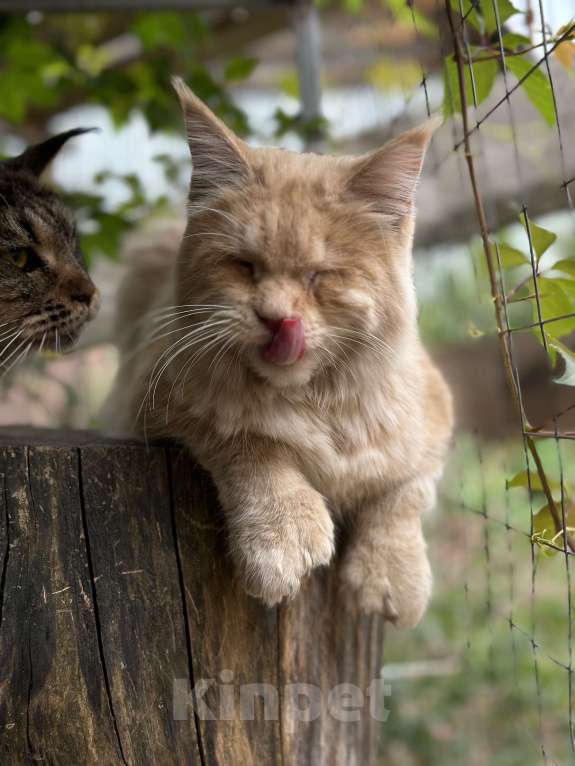 Кошки в Дмитрове: Кошечка мейн-кун Девочка, Бесплатно - фото 5