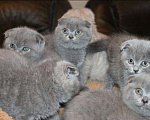 Кошки в Кингисеппе: Вислоухие котята, 2 500 руб. - фото 2