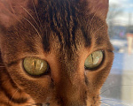 Кошки в Ардоне: Бенгальская кошка, 13 000 руб. - фото 7