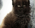 Кошки в Карачеве: Котик Мейн Кун, 30 000 руб. - фото 4
