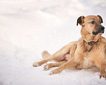 Собаки в Москве: Активная умница Юта в дар Девочка, Бесплатно - фото 2