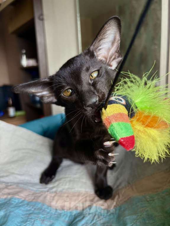 Кошки в Казани: Ориентальные котята  Девочка, Бесплатно - фото 4