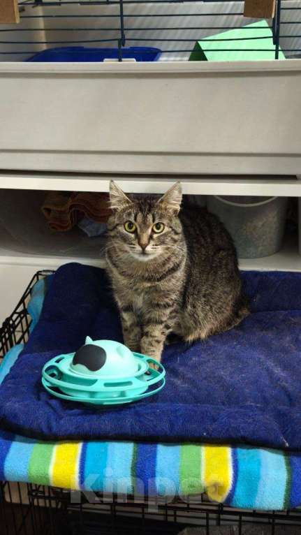 Кошки в Санкт-Петербурге: Кошка в добрые руки Девочка, Бесплатно - фото 7