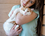 Кошки в Москве: Кошечка в добрые руки Девочка, Бесплатно - фото 4