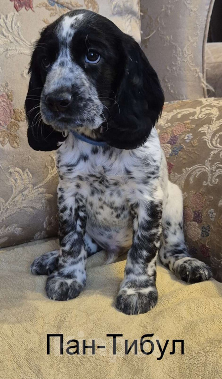 Собаки в Подольске: Щенки русского охотничьего спаниеля Мальчик, 65 000 руб. - фото 3