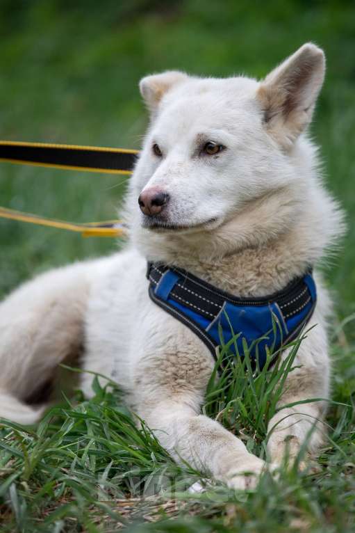 Собаки в Всеволожске: Белла 2 из приюта в добрые руки Девочка, Бесплатно - фото 7