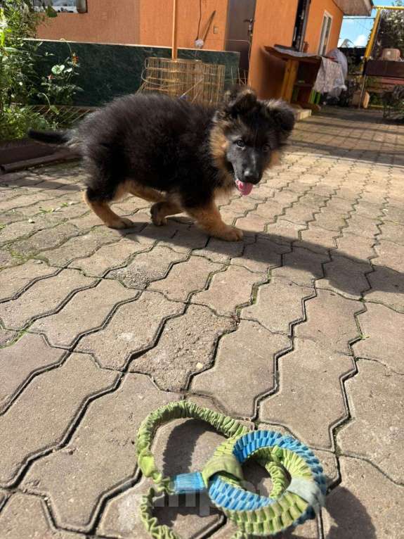 Собаки в других городах Башкортостана: Щенки длинношерстной немецкой овчарки (с полным пакетом документов и родословной РКФ)  Мальчик, 40 000 руб. - фото 2