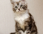 Кошки в Москве: Котята мейн-кун Мальчик, 30 000 руб. - фото 2