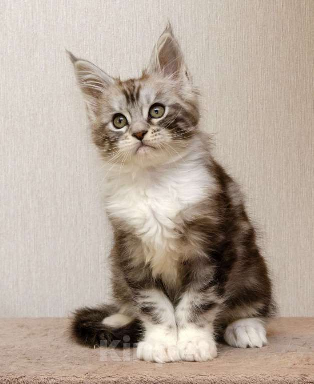 Кошки в Москве: Котята мейн-кун Мальчик, 30 000 руб. - фото 2