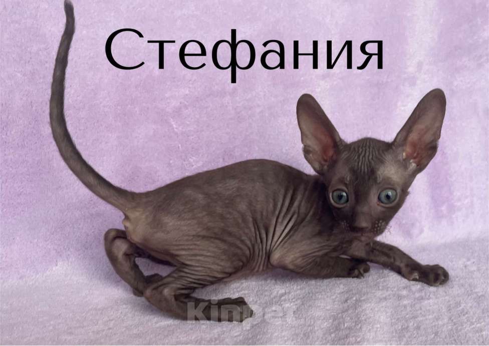 Кошки в Балашихе: кошечка шоколадная из московского питомника Девочка, 80 000 руб. - фото 1