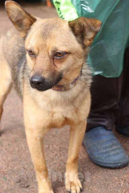 Собаки в Санкт-Петербурге: Маленький ласковый таксообразный пёсик Мальчик, Бесплатно - фото 4