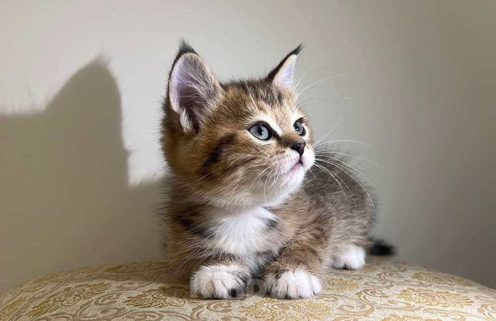 Кошки в Реутове: Шотландский прямоухий котенок Девочка, 15 000 руб. - фото 1