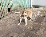 Собаки в других городах Башкортостана: хороший пес в добрые руки Мальчик, Бесплатно - фото 3