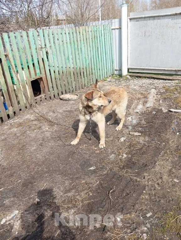 Собаки в других городах Башкортостана: хороший пес в добрые руки Мальчик, Бесплатно - фото 3