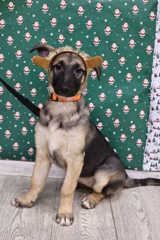 Собаки в Москве: Щенки бесплатно в Москве Девочка, Бесплатно - фото 1