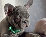 Собаки в Калининграде: Лиловые щенки французского бульдога Мальчик, 55 000 руб. - фото 3