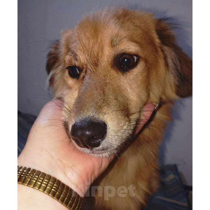 Собаки в Москве: Нежный пёс Рыжик ищет семью Мальчик, 12 руб. - фото 2