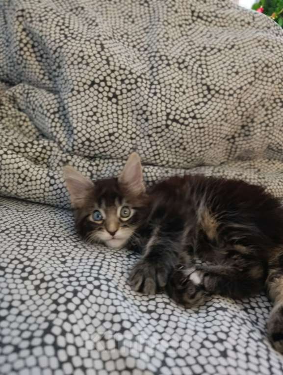 Кошки в Новоалтайске: Разноглазый мальчик мейн-кун Мальчик, 100 000 руб. - фото 3