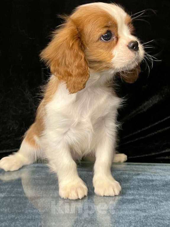 Собаки в Санкт-Петербурге: БЕСТ ИЛРЕАН КАСТОР Мальчик, 100 000 руб. - фото 3