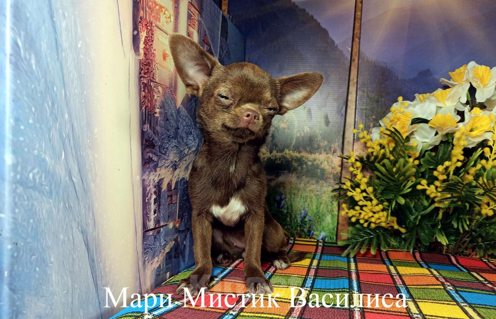 Собаки в Санкт-Петербурге: Супер мини чихуа вес 1,4 кг без брака Девочка, 150 000 руб. - фото 5