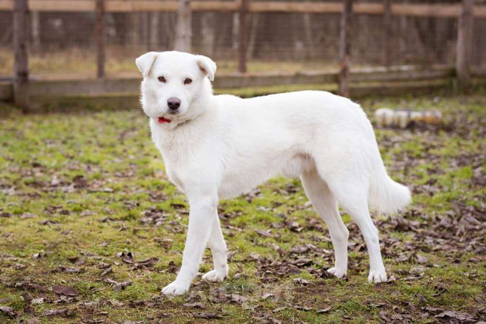 Собаки в Москве: Собака из приюта в добрые руки Мальчик, Бесплатно - фото 7