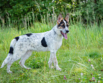 Собаки в Солнечногорске: Щенок в дар Девочка, Бесплатно - фото 1