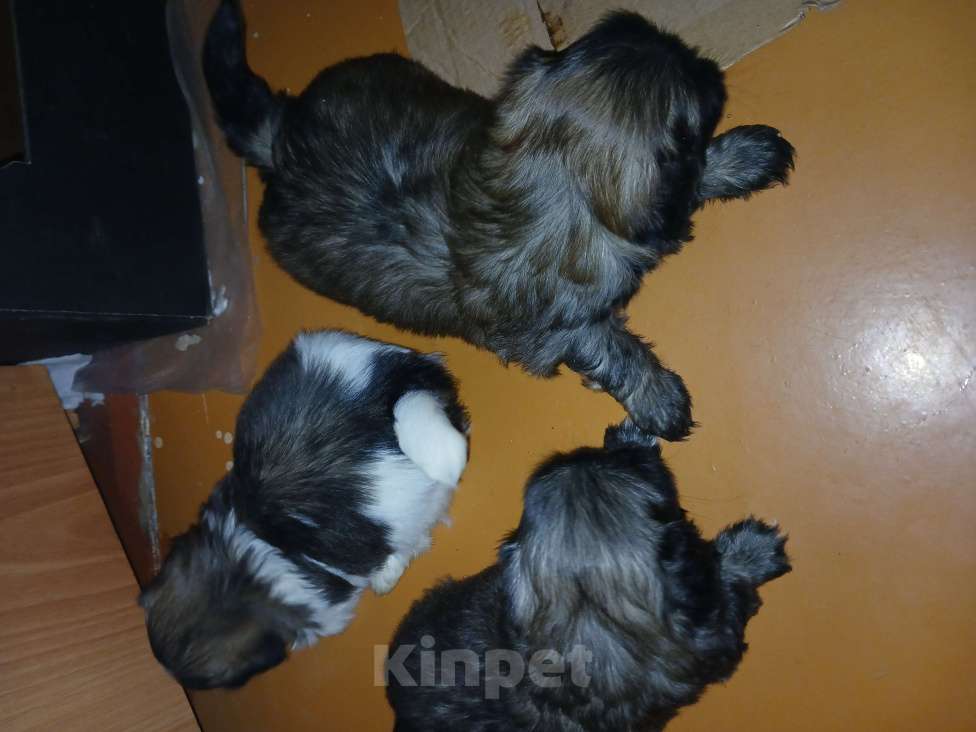 Собаки в Красноярске: Продать Девочка, 15 000 руб. - фото 6