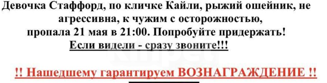 Собаки в других городах Московской области: ПРОПАЛА СОБАКА Девочка, 100 000 руб. - фото 4