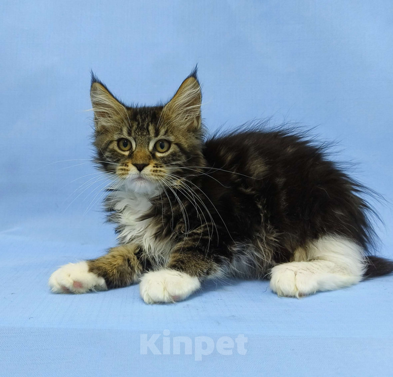 Кошки в Москве: Мейн-Кун. Девочка Девочка, 45 000 руб. - фото 1