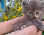 Кошки в Калуге: Котёнок Девочка, Бесплатно - фото 2