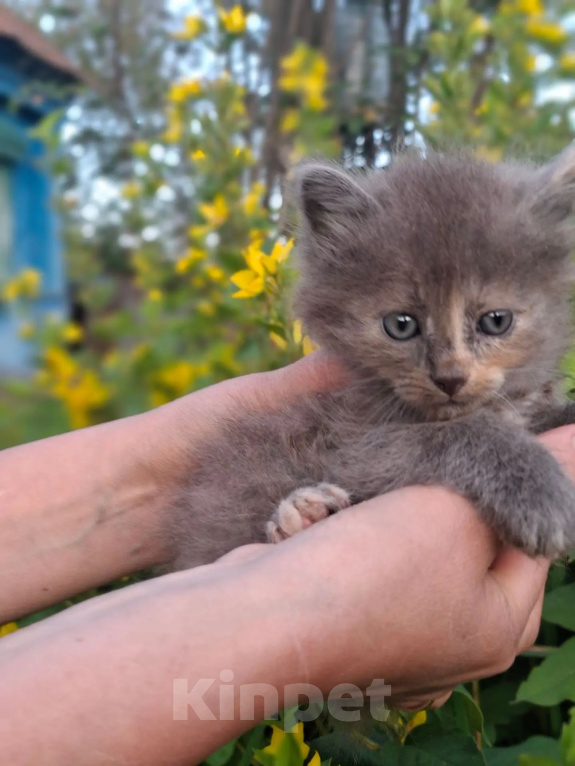Кошки в Калуге: Котёнок Девочка, Бесплатно - фото 2