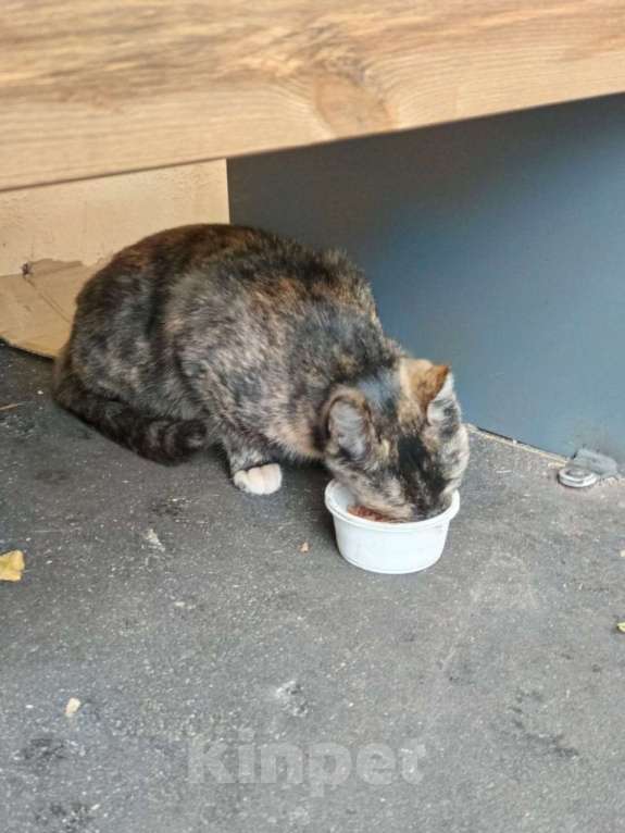 Кошки в Москве: Ласковая кошка-черепашка ищет дом Девочка, Бесплатно - фото 3