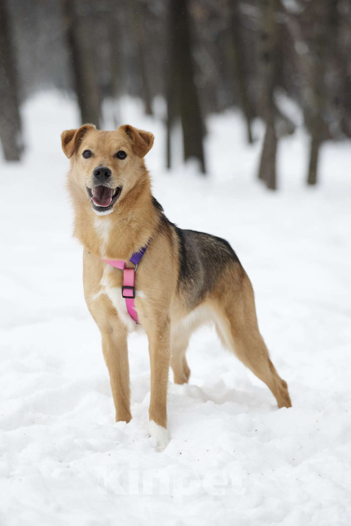 Собаки в Москве: Небольшая ласковая Лаванда в добрые руки Девочка, Бесплатно - фото 2