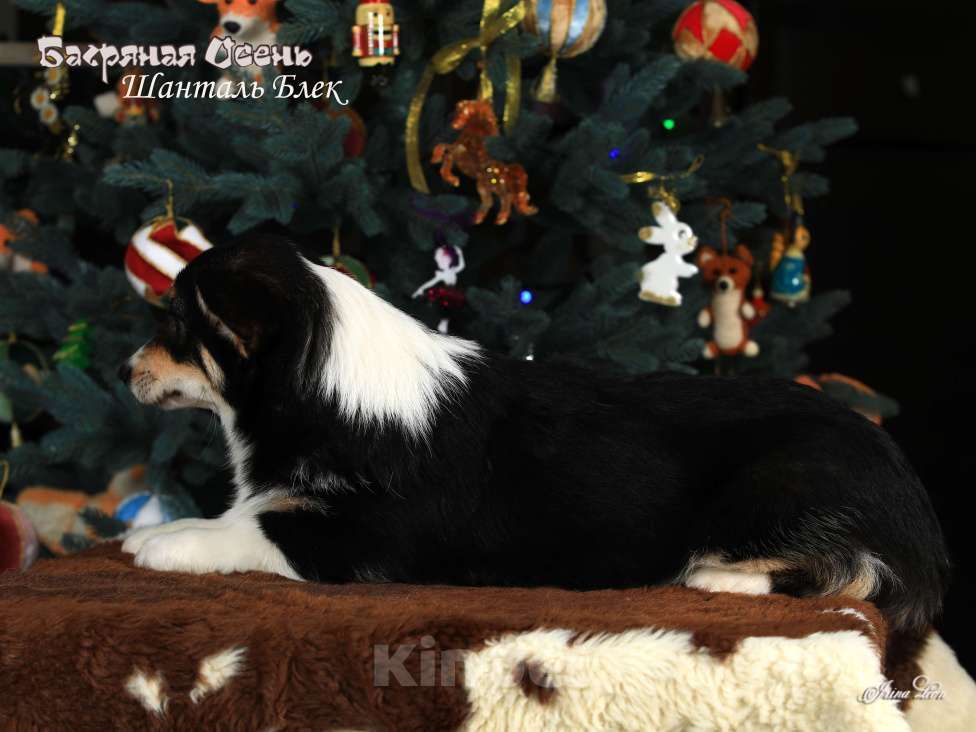 Собаки в других городах Московской области: Щенки вельш корги пемброк Девочка, 70 000 руб. - фото 4