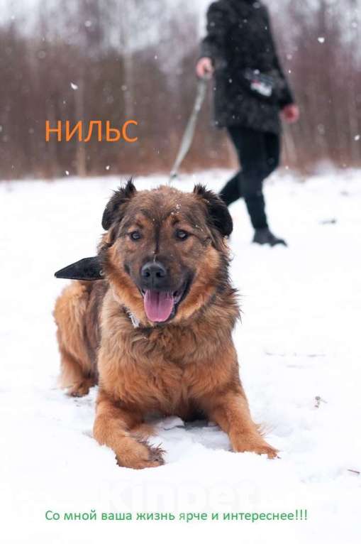 Собаки в Ногинске: Рыже-лохматое солнышко Нильс ищет дом Мальчик, Бесплатно - фото 2