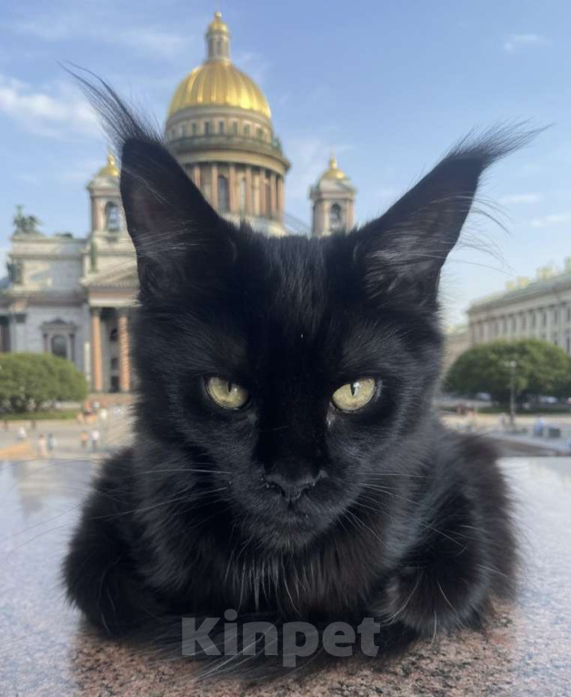 Кошки в Санкт-Петербурге: Бусена Девочка, 25 000 руб. - фото 1