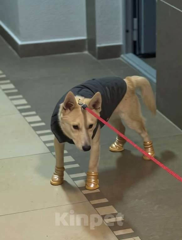 Собаки в Москве: Щенок Бади ищет дом Мальчик, Бесплатно - фото 4