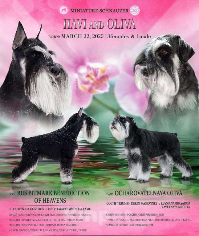 Собаки в Краснодаре: щенок цвергшнауцера Девочка, 60 000 руб. - фото 5