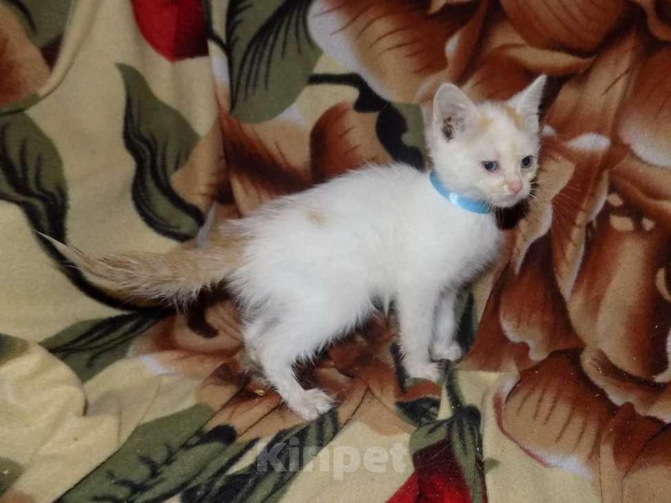 Кошки в Москве: Котята турецкий ван Девочка, 10 000 руб. - фото 4