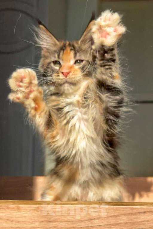 Кошки в других городах Ленинградской области: Яркое солнышко Девочка, Бесплатно - фото 4